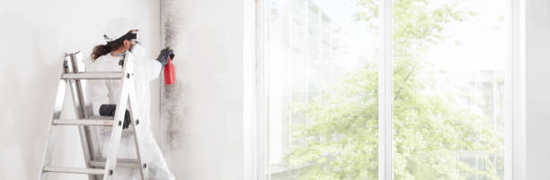 Best Black Mold Removal  in Limestone, IL